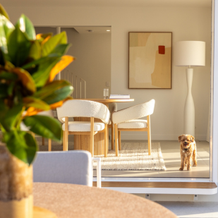 A dining room with afternoon light and a small dog