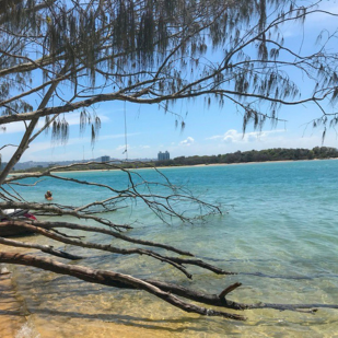 Maroochy River on a sunny day. The water is blue and there is a tree obscuring the river.