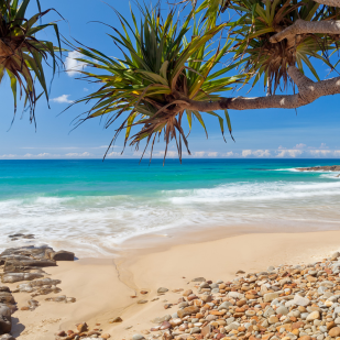 Coolum Beach on a sunny day. You can see the sand, water and palm trees.