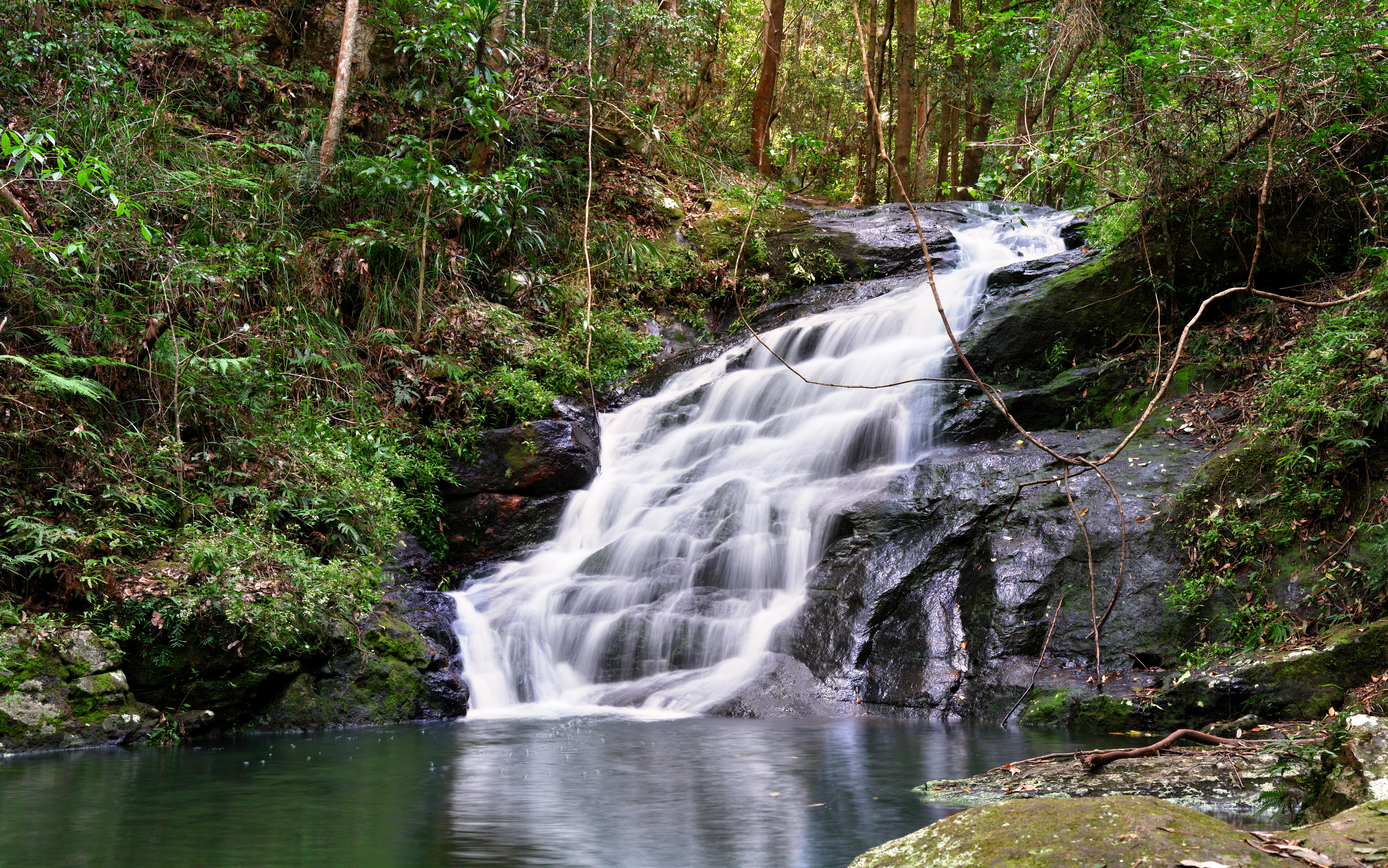 Kondalilla Falls at Kondalilla National Park on the Sunshine Coast