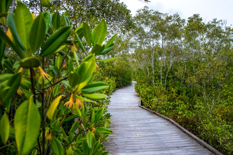 Boardwalk through mangrove forest at Maroochy Wetlands Sanctuary