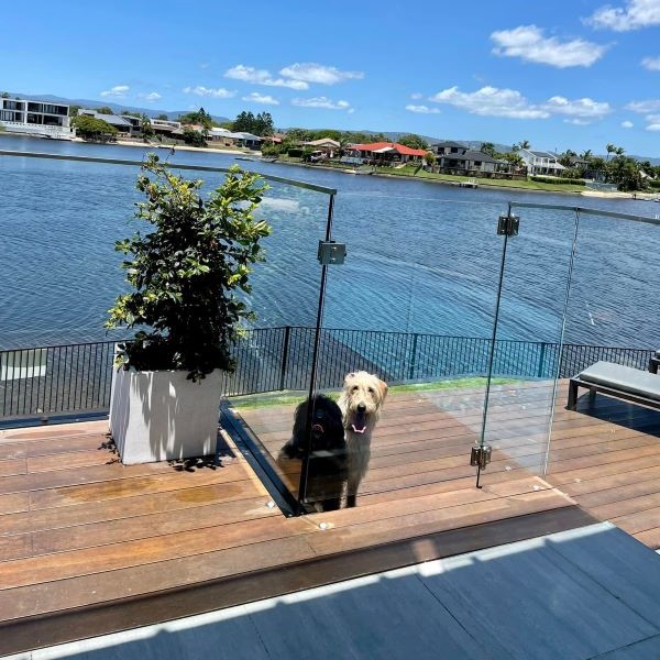 Two dogs on a pool deck with Broadbeach Waters canals in the background